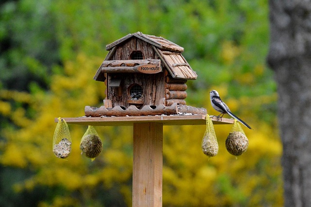 Bird House: One of the 5 easy wood projects